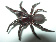 Spider Image